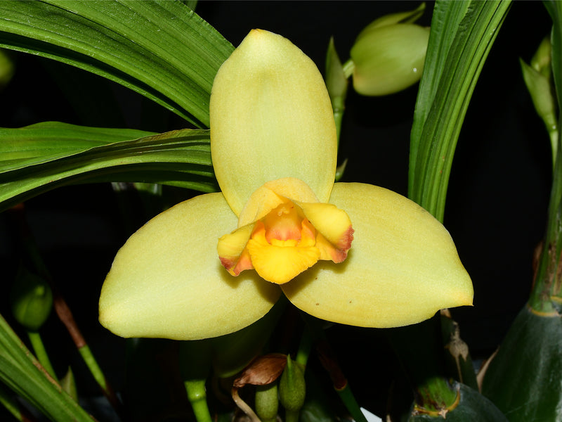 Lycaste Katsuragawa 'Yellow Fantasy'
