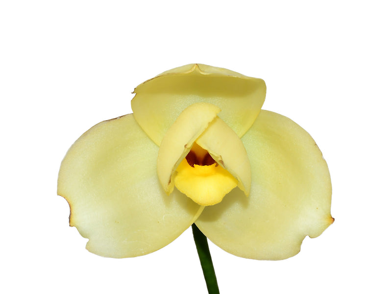 Lycaste Katsuragawa 'Yellow Fantasy'