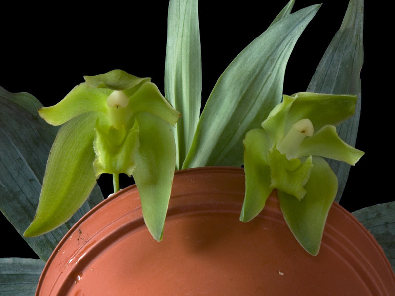 Lycaste dyeriana