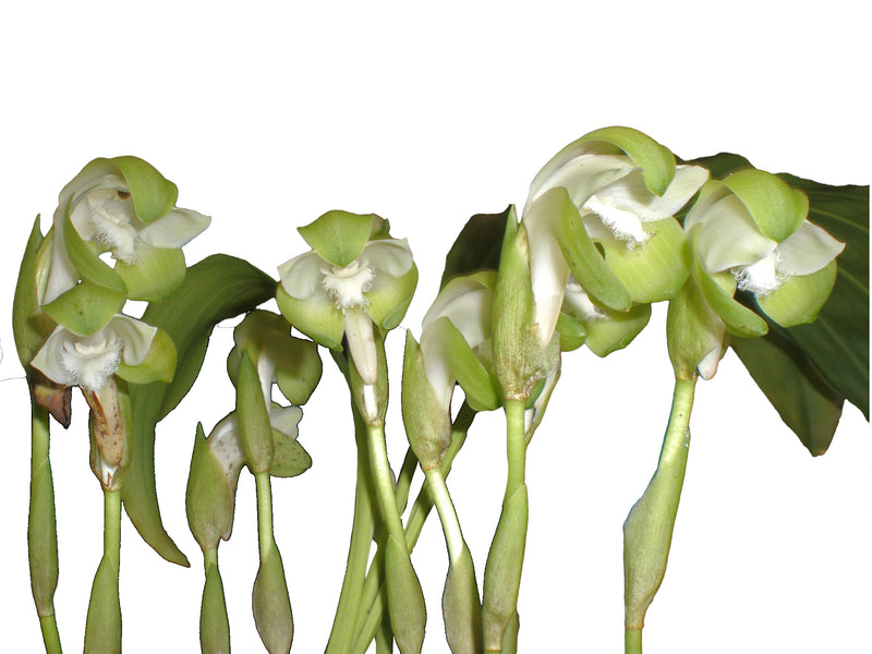 Lycaste lata