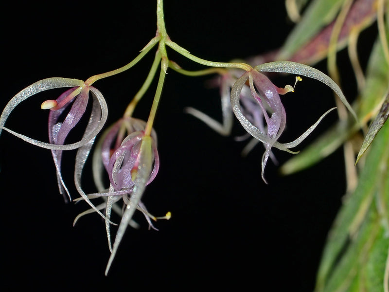 Macroclinium dalstromii