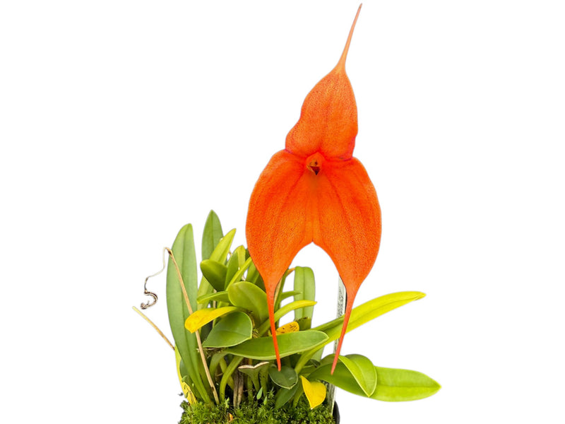 Masdevallia Inca Prince