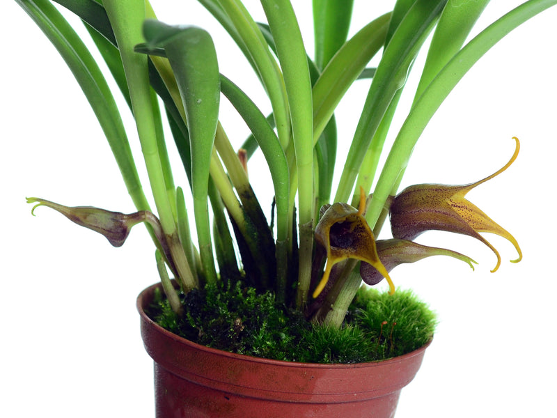 Masdevallia civilis (5 cm Topf)