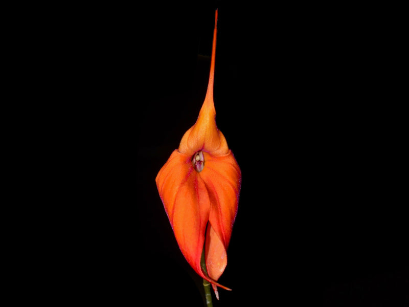 Masdevallia Mundyana