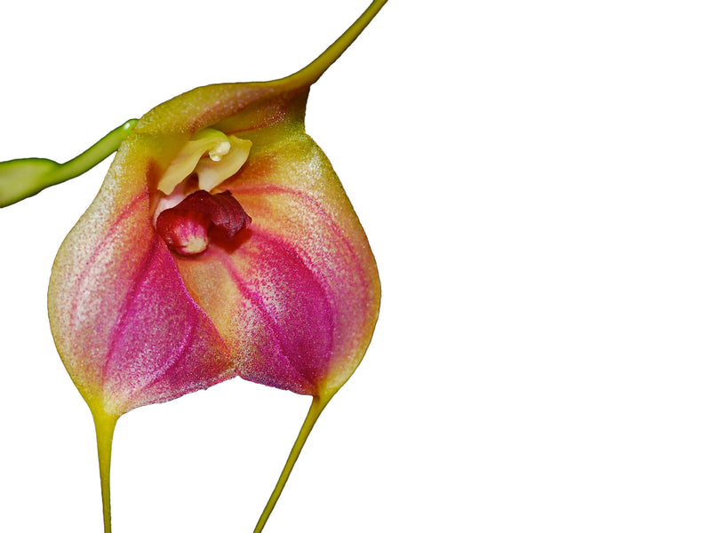 Masdevallia Celestial Stripes