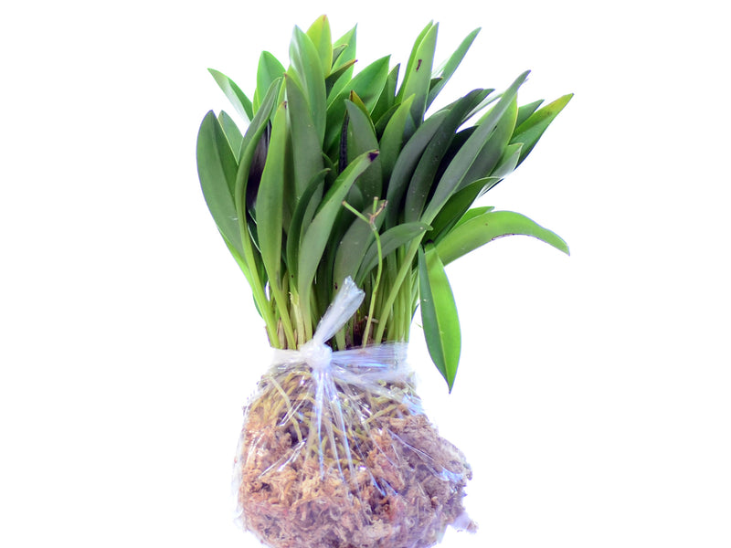 Masdevallia Celestial Stripes