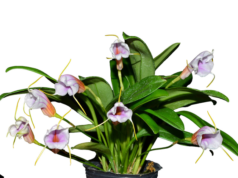 Masdevallia Haven Patricia