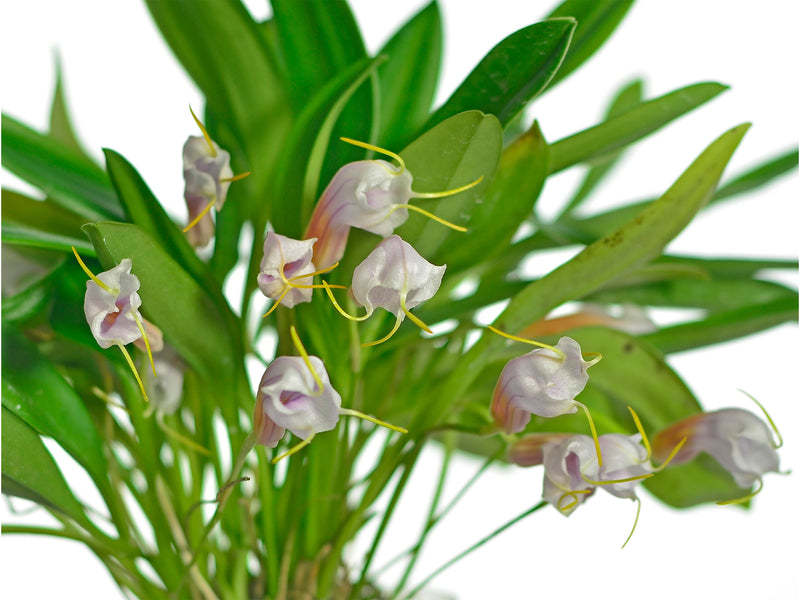 Masdevallia Haven Patricia