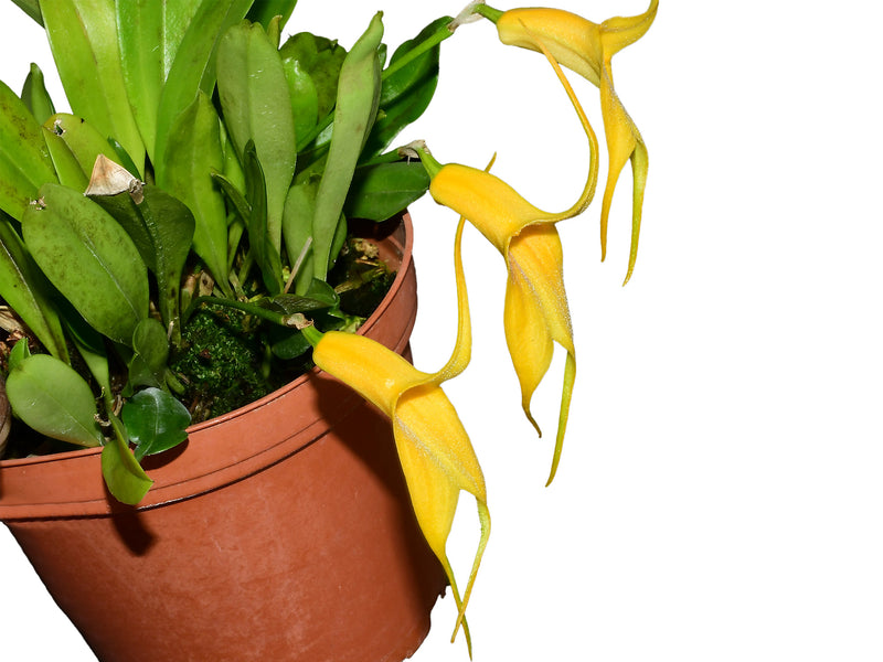 Masdevallia Heather Anderson