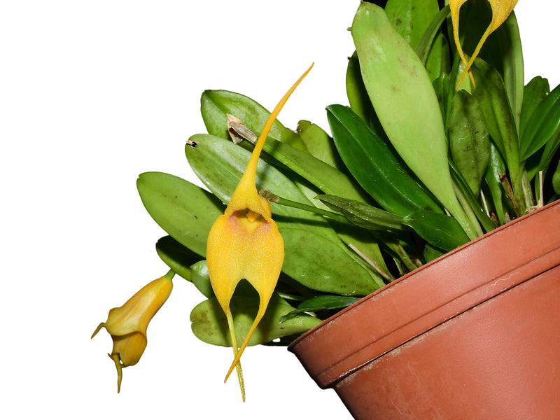 Masdevallia Heather Anderson