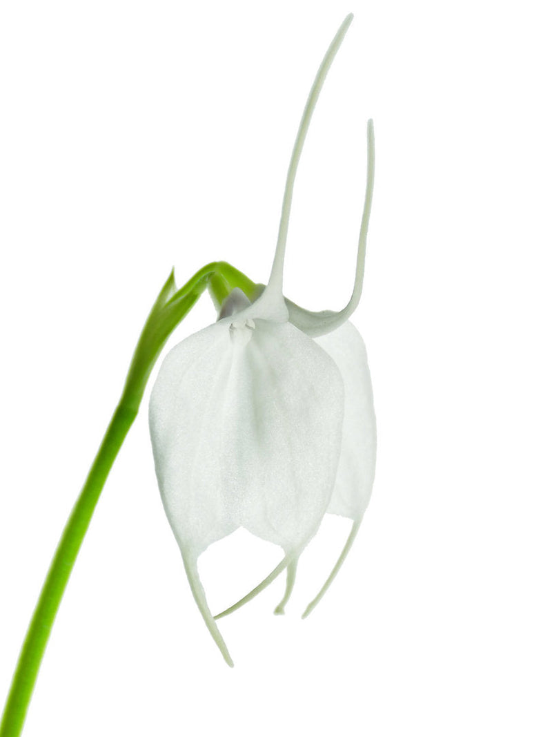 Masdevallia Little Girl