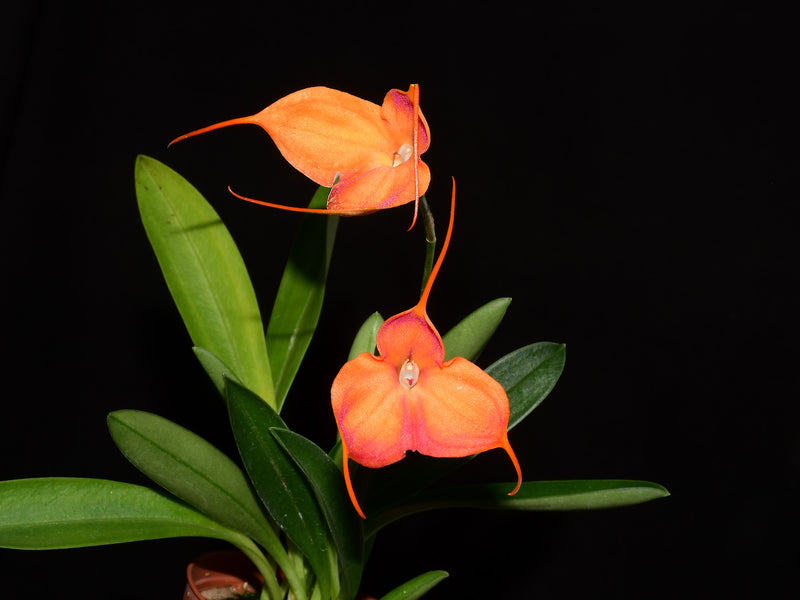 Masdevallia Machangara
