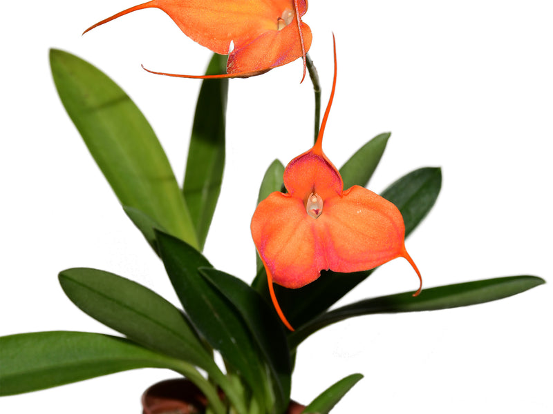 Masdevallia Machangara