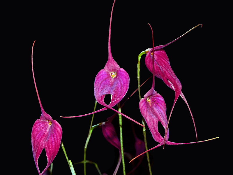 Masdevallia Machu Picchu