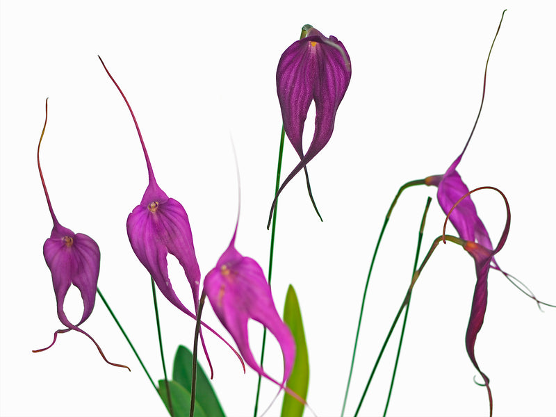Masdevallia Machu Picchu