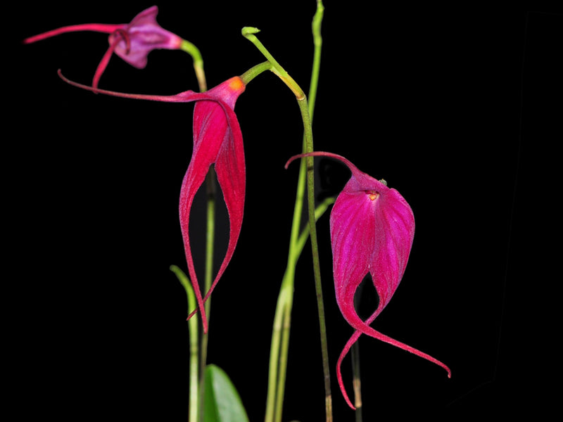 Masdevallia Machu Picchu