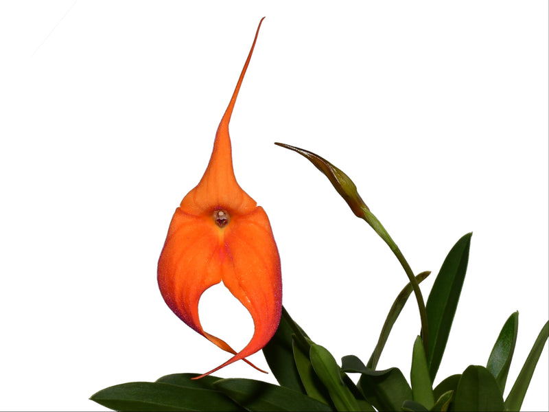 Masdevallia Madona