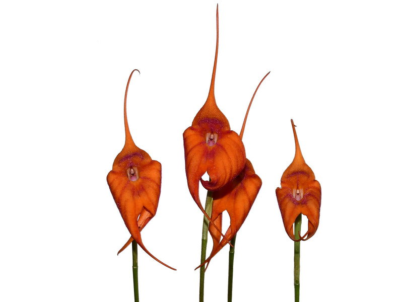 Masdevallia Madona