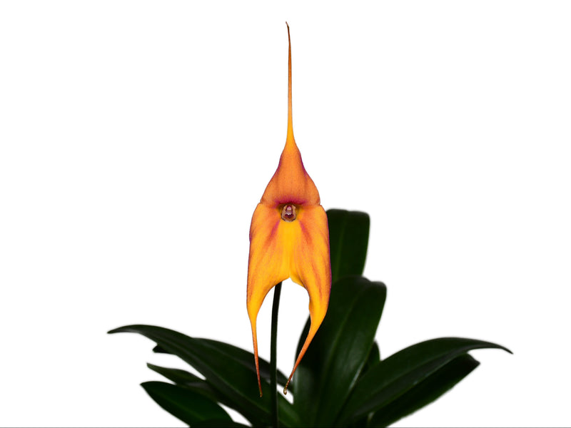 Masdevallia Pacifica Sunset