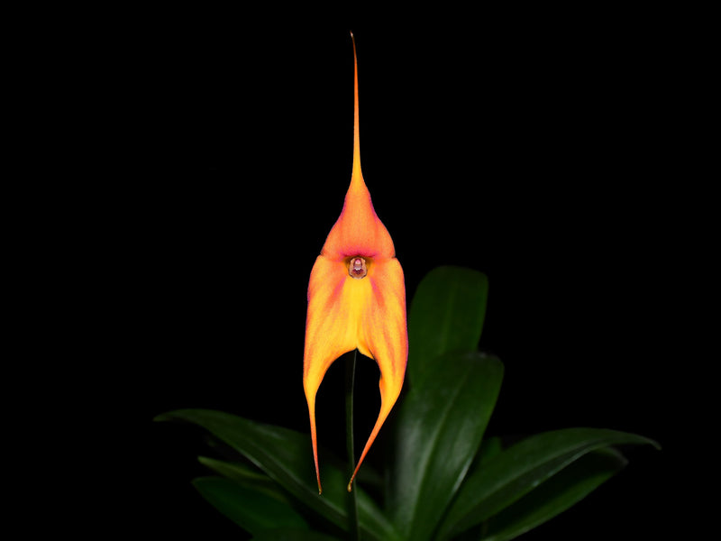 Masdevallia Pacifica Sunset