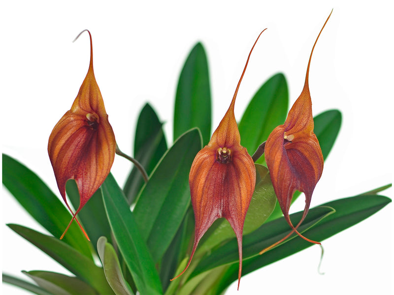 Masdevallia Prince Charming