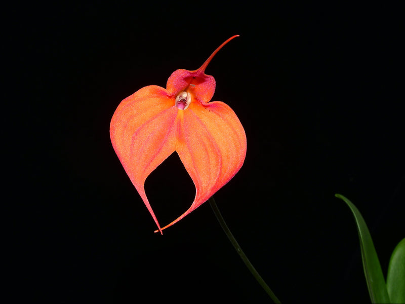 Masdevallia Samantha Kha