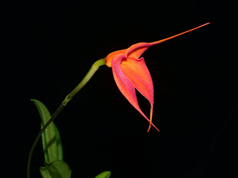 Masdevallia Samantha Kha