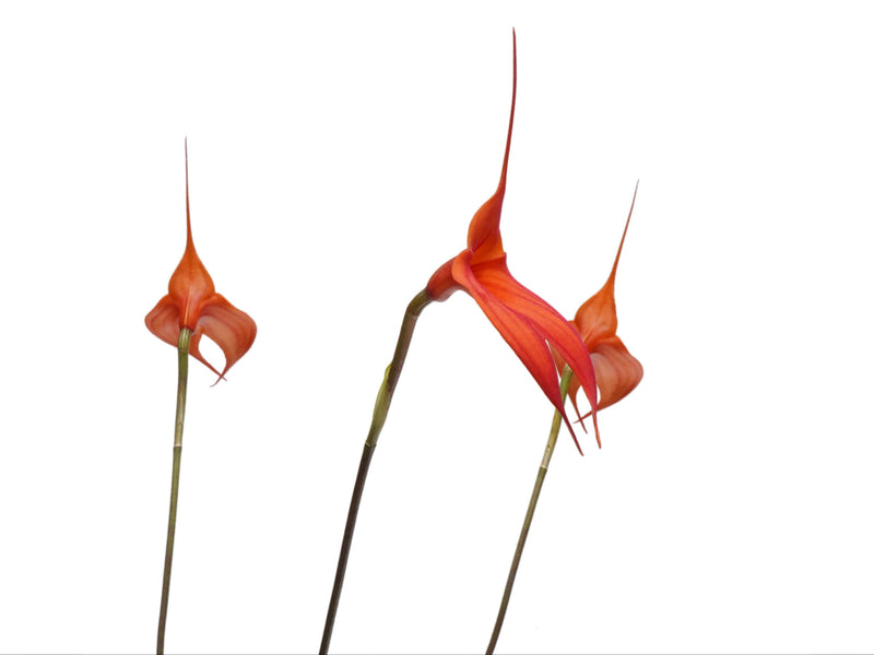 Masdevallia Samantha Kha