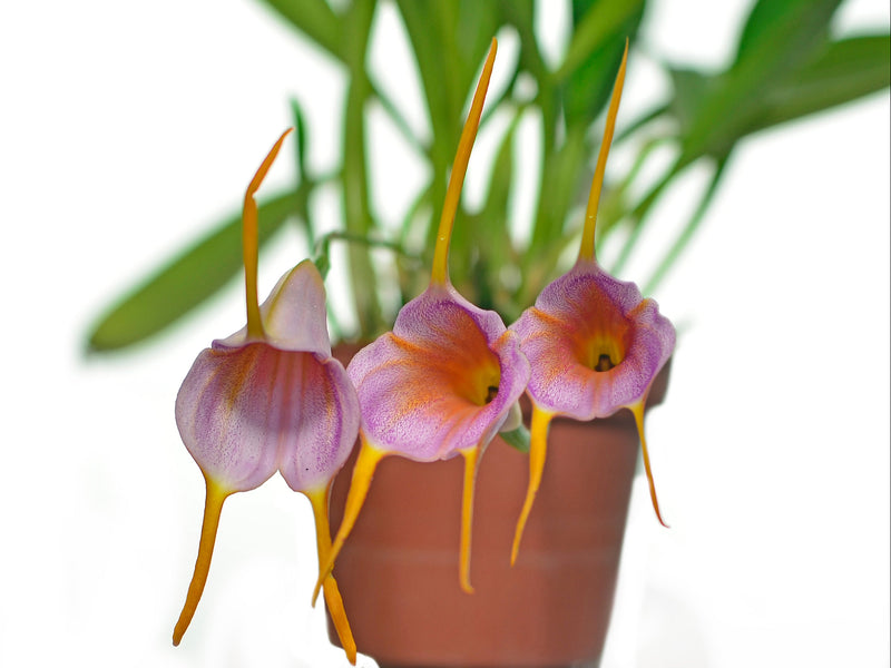 Masdevallia Snow Cone