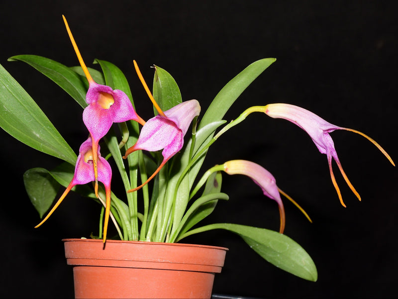 Masdevallia Snow Cone
