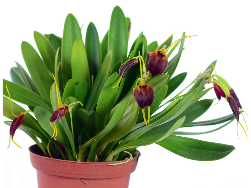 Masdevallia amplexa