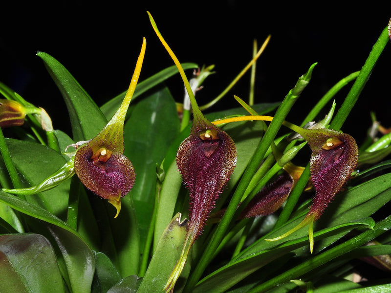 Masdevallia bennettii