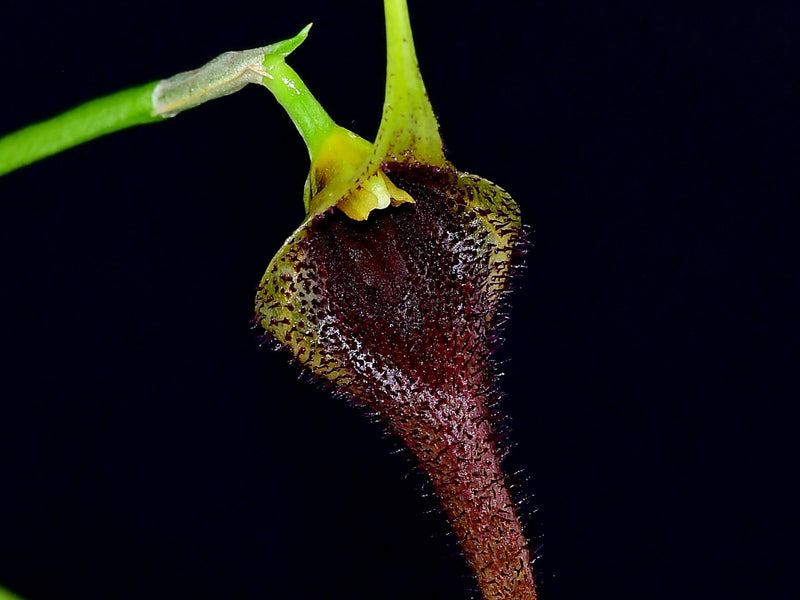 Masdevallia bennettii