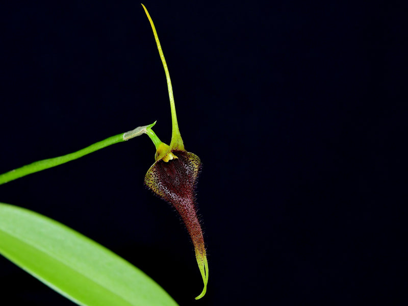 Masdevallia bennettii
