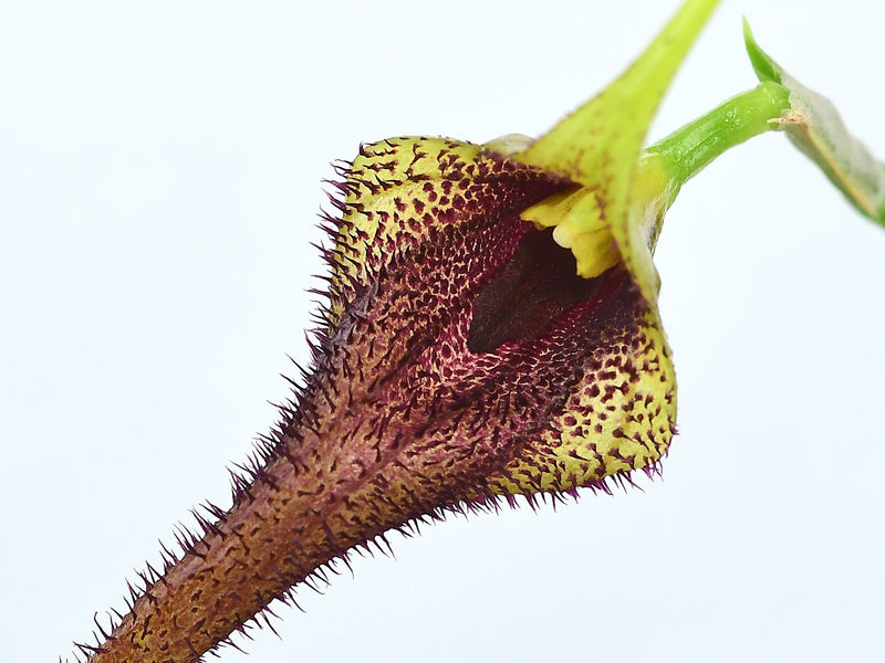 Masdevallia bennettii