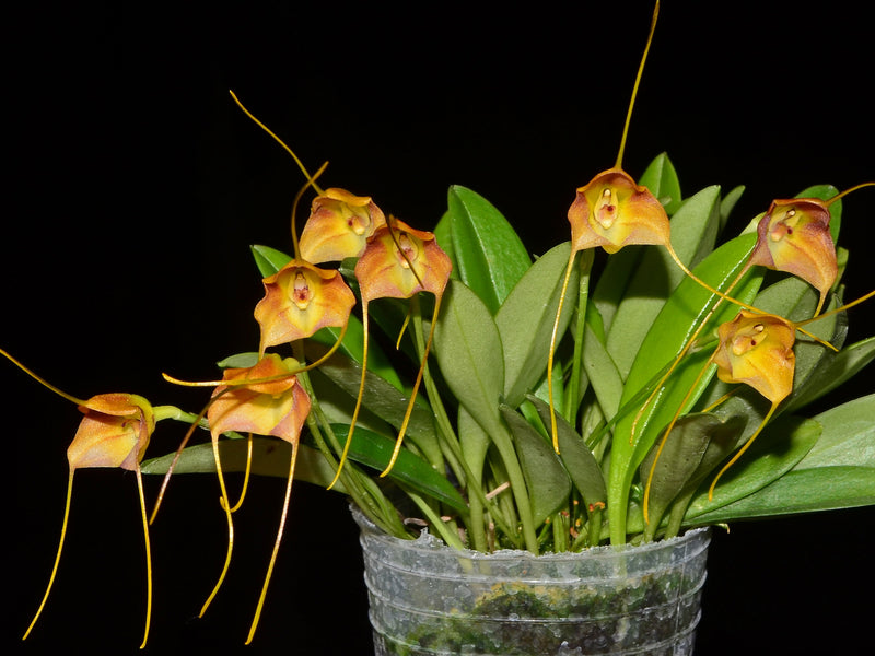 Masdevallia calocalix