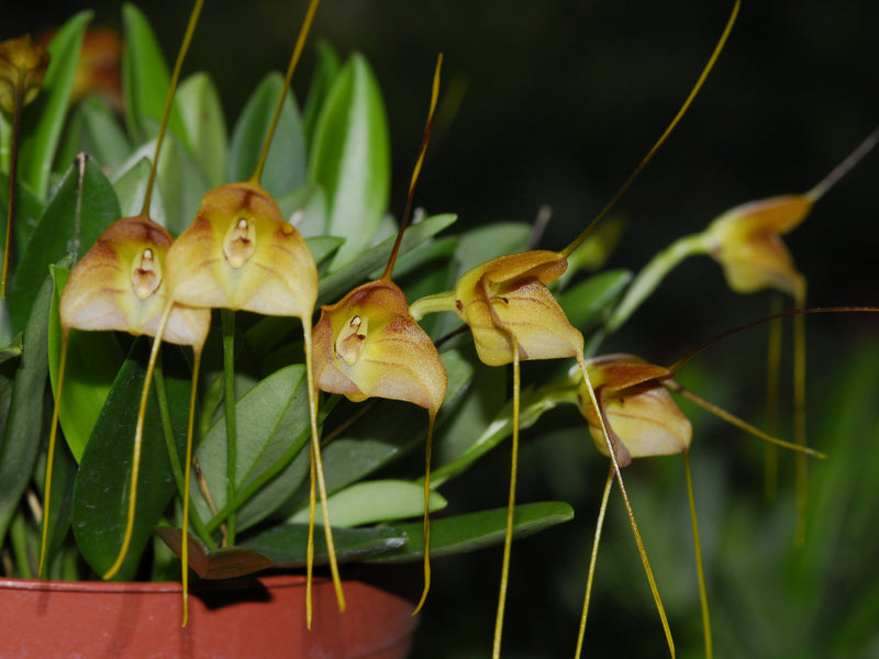 Masdevallia calocalix
