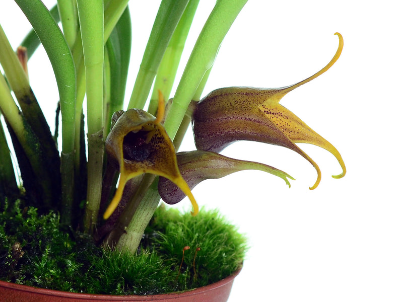 Masdevallia civilis