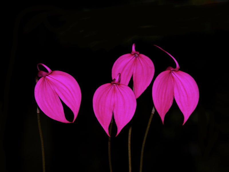 Masdevallia coccinea