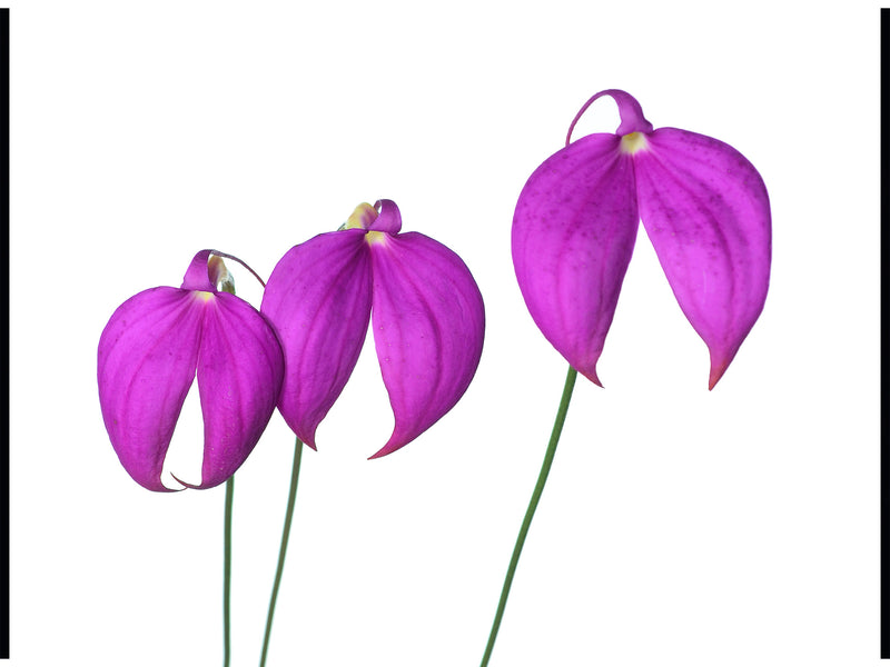 Masdevallia coccinea 'Gigi'