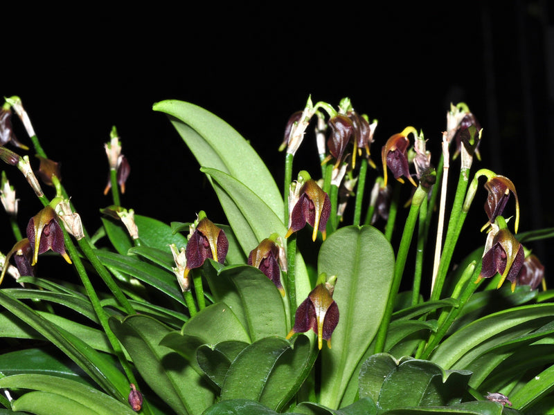 Masdevallia cuprea