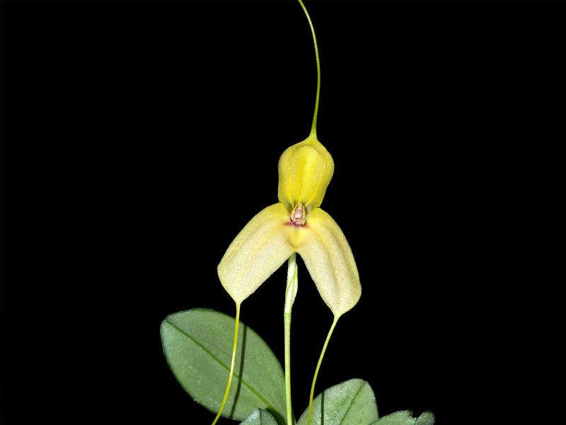 Masdevallia dalessandrol
