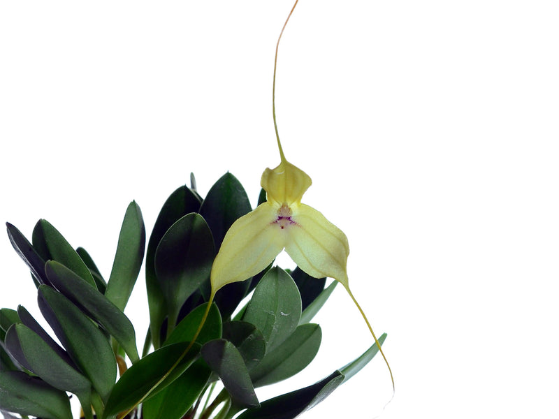 Masdevallia dalessandrol