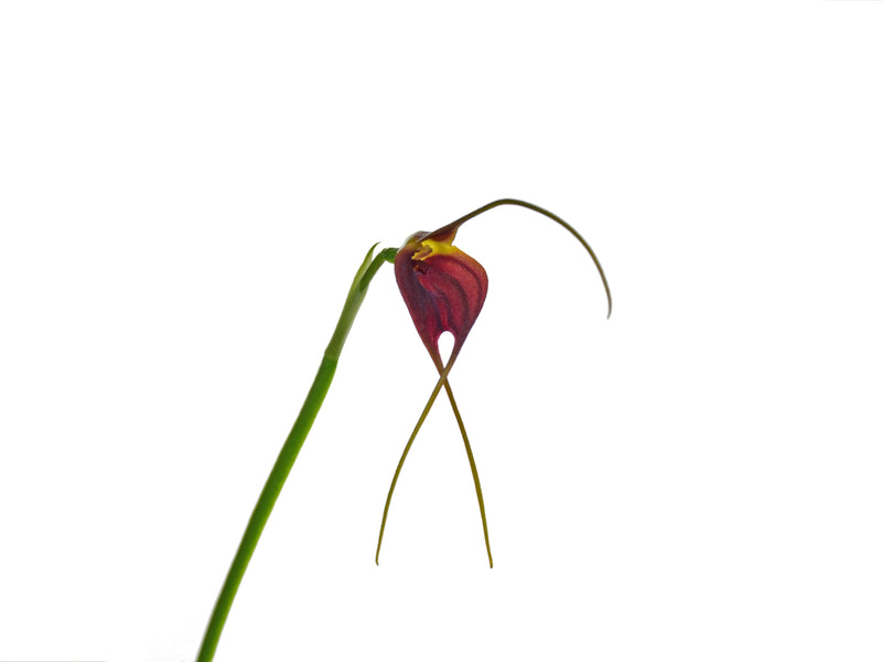 Masdevallia deceptrix