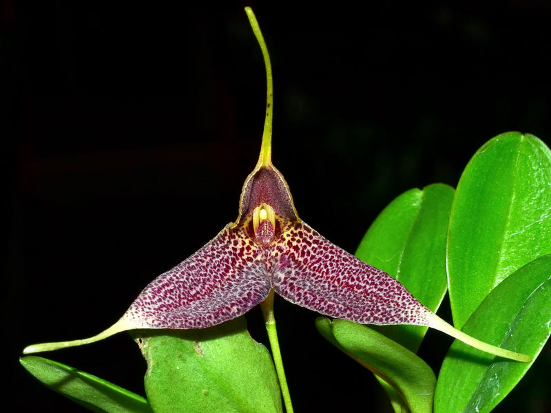 Masdevallia decumana (big flower)