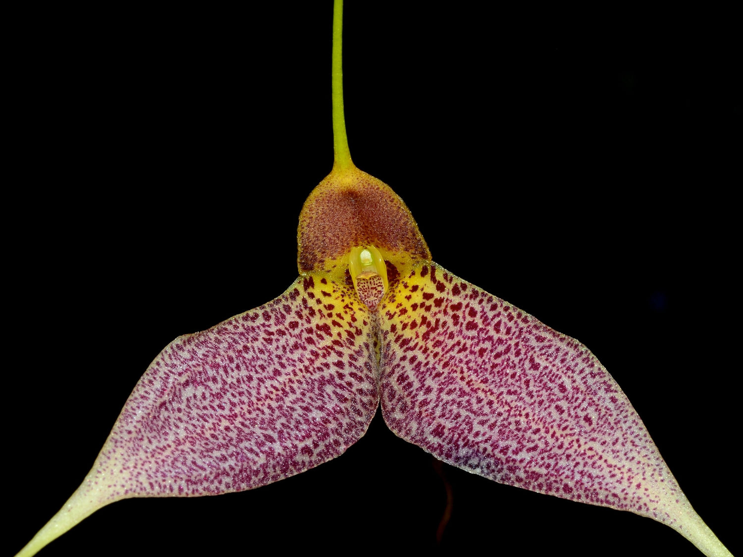 Masdevallia decumana (big flower)