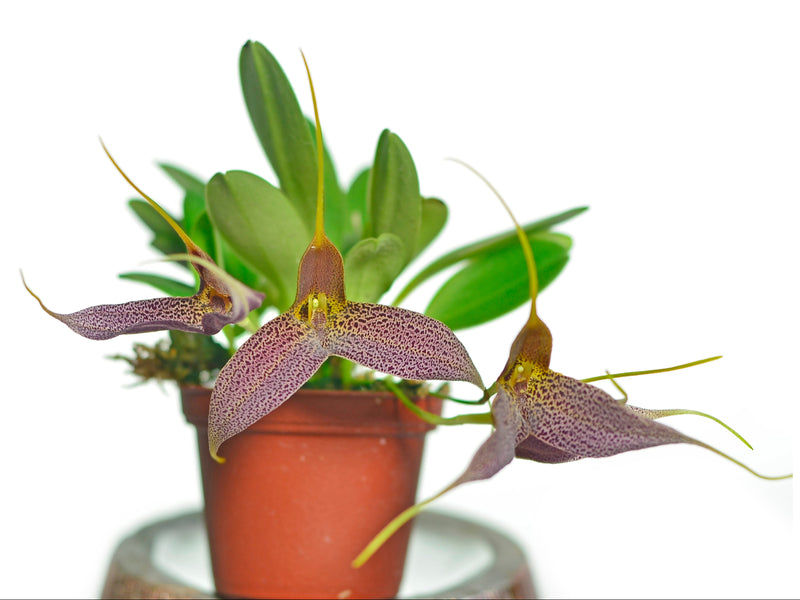 Masdevallia decumana (big flower)