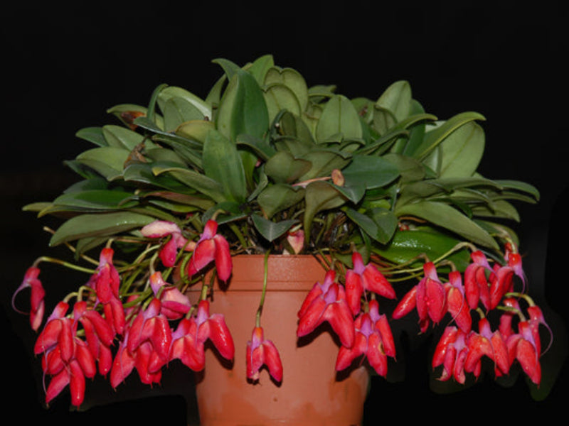 Masdevallia deformis