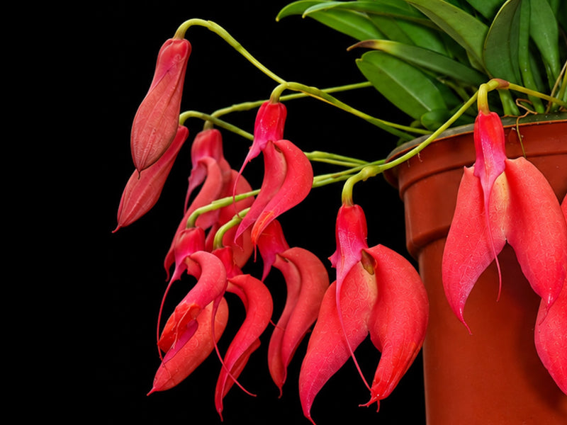 Masdevallia deformis