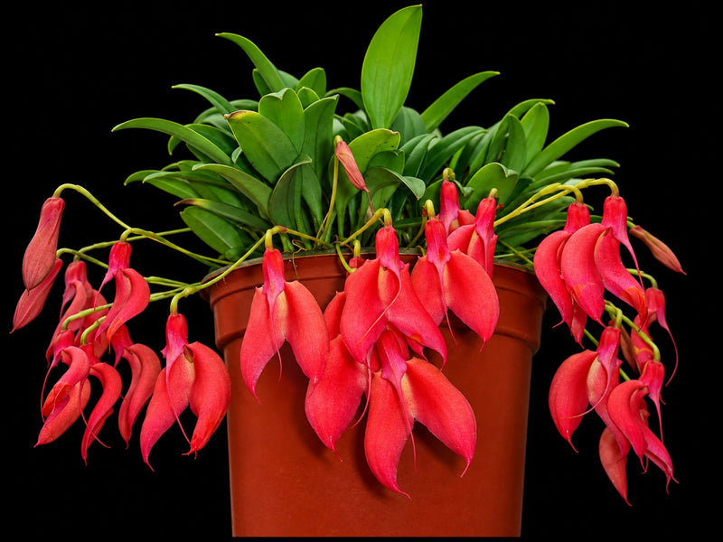 Masdevallia deformis